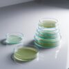 large petri dish